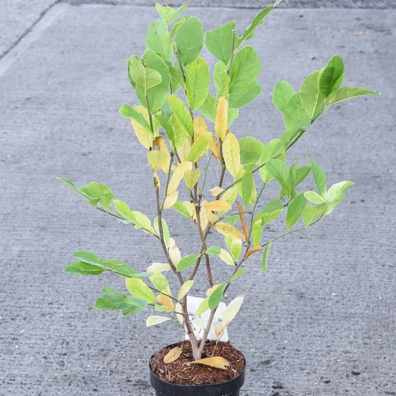 Magnolia stellata