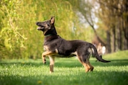 Dog off leash (Getty Images)