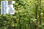 Worst areas in the UK for Japanese Knotweed