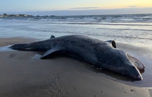 Horror as massive 24ft shark bigger than a TRACTOR washes up on UK beach