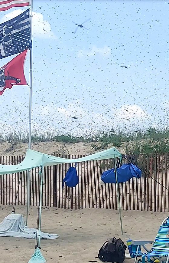 People took cover under tents and towels to try and protect themselves from the insects