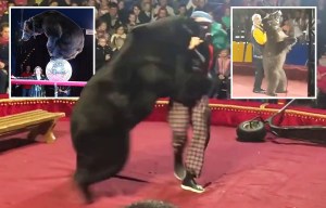 World's worst circuses where bears are beaten until they launch SNAP & attack