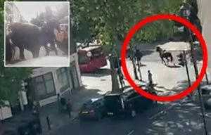 Moment 3 runaway military horses smash into taxi in ANOTHER London rampage