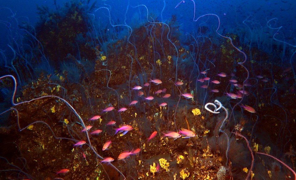 The area contains inactive volcanoes – and is now teeming with oceanic life