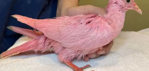 A pigeon dyed pink