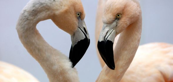 A pair of flamingos.