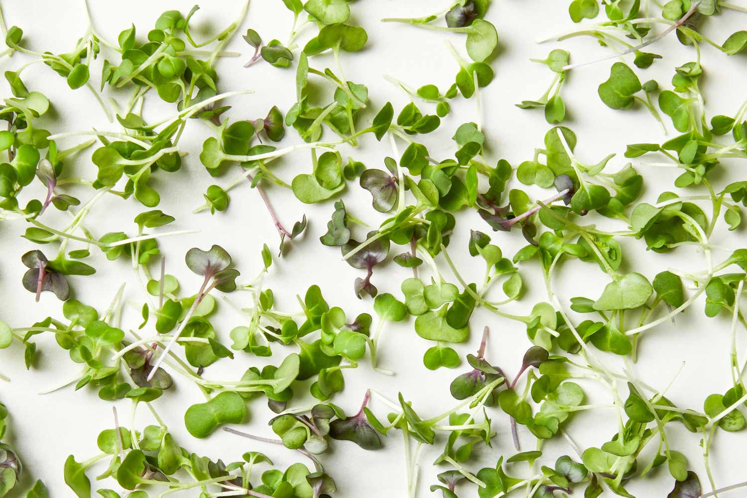 Microgreens scattered on a marble surface