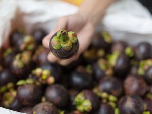 Mangosteen Fruit