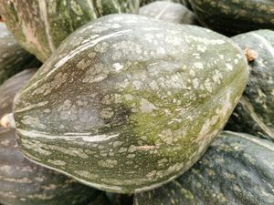 Hubbard squash