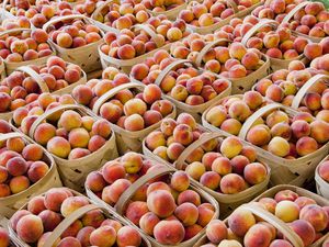 Ripe Peaches in Baskets