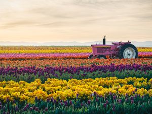 tractor in colorful field