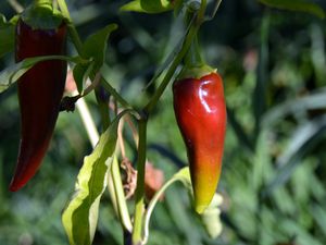 Close-Up Of Red Chili Peppers Growing In Vegetable Garden