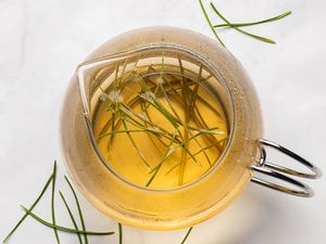 Pine needle tea