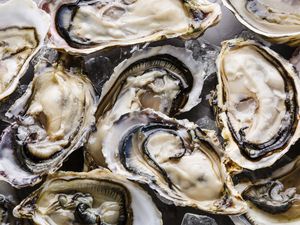 Shucked oysters