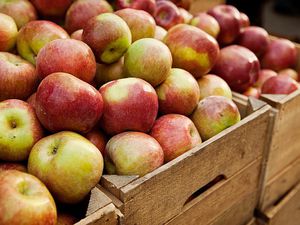 Crates full of apples