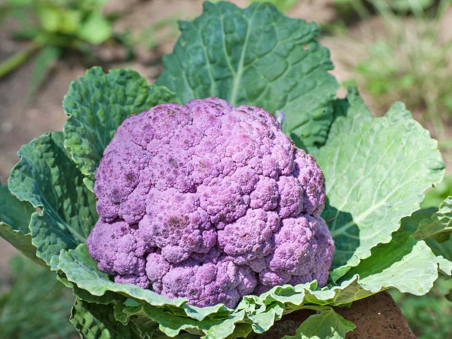 Purple Cauliflower