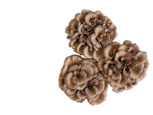 Maitake mushrooms