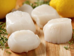 Fresh sea scallops