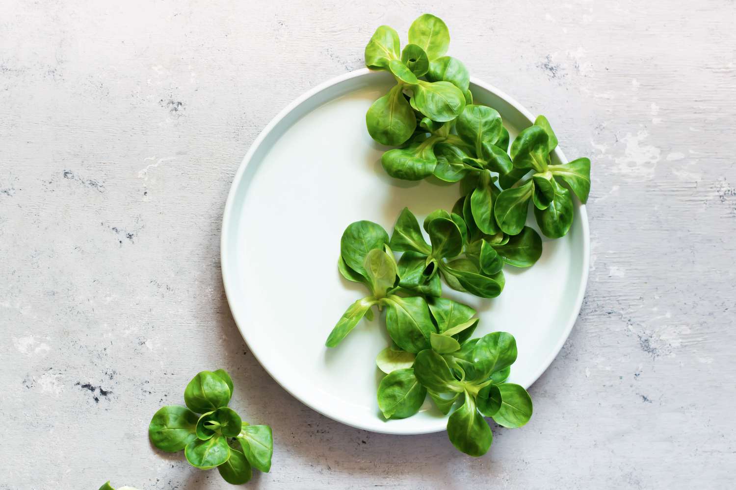 A small plate with mache lettuce