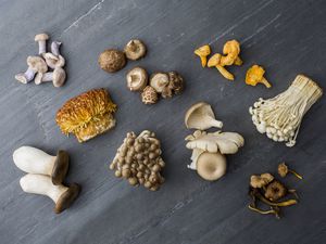 A variety of mushrooms