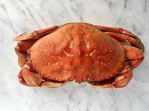 Dungeness Crab