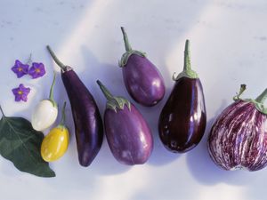 Different types of eggplants