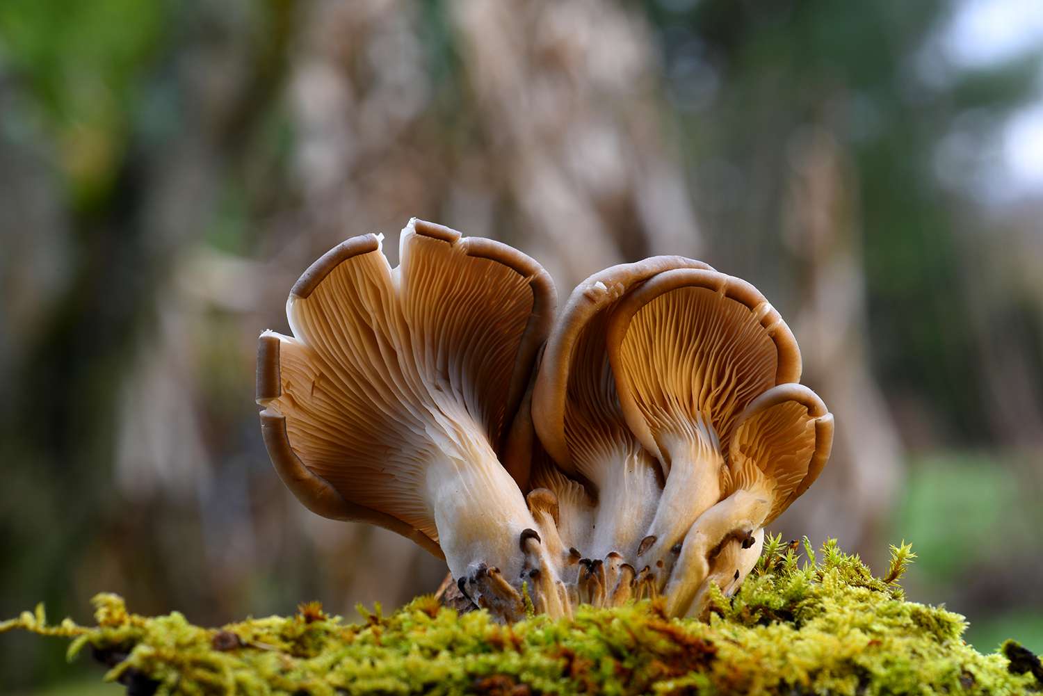 Pleurotus mushrooms growing out of a bed of moss