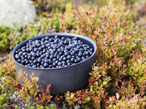 Bilberries in a pot