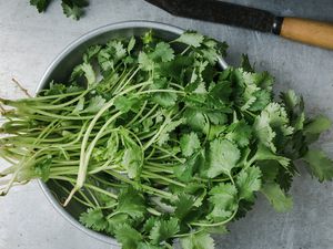 Fresh homegrown cilantro herbs, plant based food