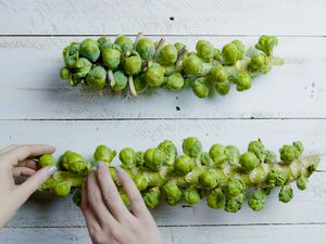 Fresh brussels sprouts