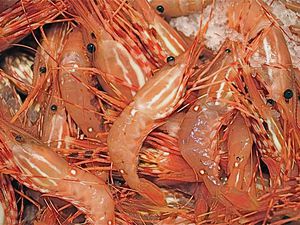 Fresh spot prawns on ice