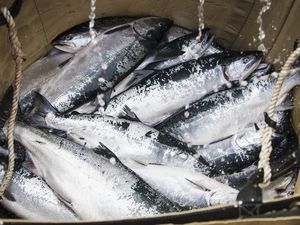 Wild Pacific sockeye salmon in a bucket