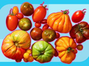 Lots of different types of tomatoes, including heirlooms, Romas, and cherry tomatoes