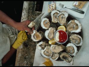 A cook shucking oysters