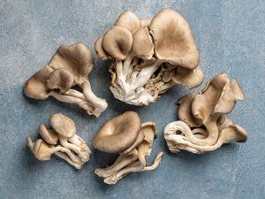 oyster mushrooms