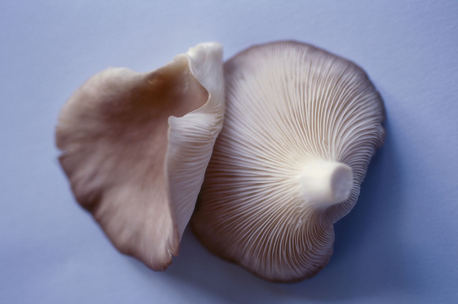 A look at the top and bottom of Phoenix Tail oyster mushrooms