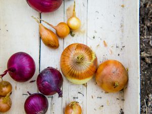 Crate of variety of onions