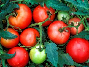 Tomatoes