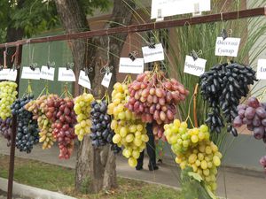 Hanging grapes