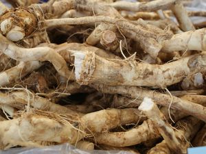 Fresh Horseradish Root