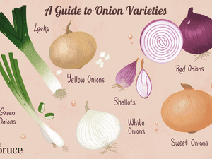 illustration showing different types of onions