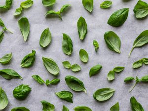 Dozens of fresh basil leaves spread out on parchment paper