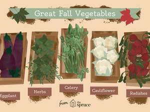 different types of fall vegetables