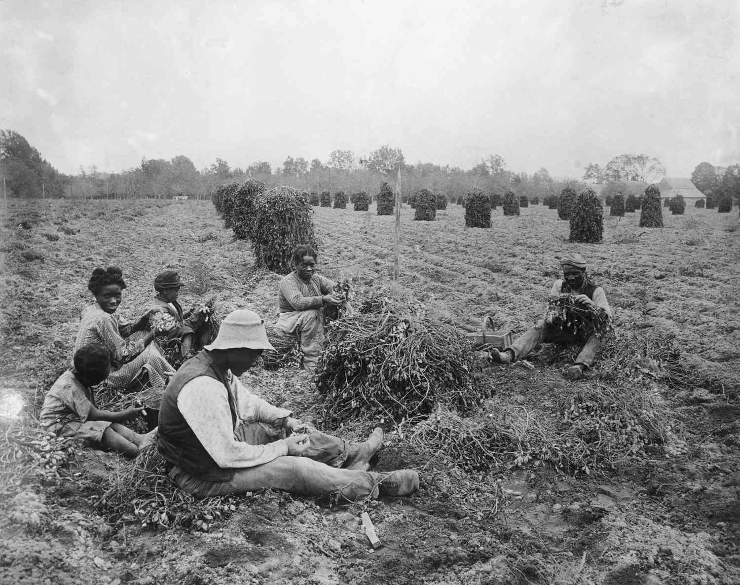 peanut farmers harvesting their crops