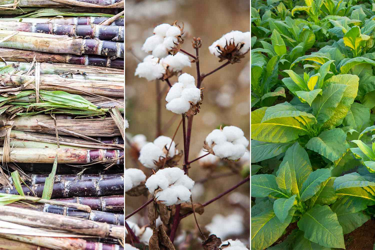 Cash Crops (l to r) - sugar cane, cotton, tobacco