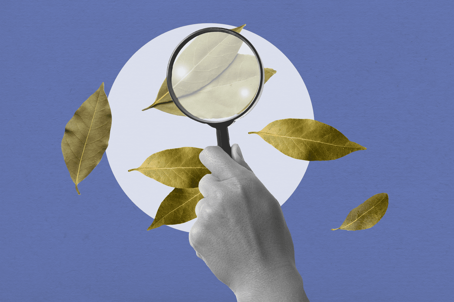 hand holding magnifying glass to inspect a bay leaf