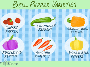 An illustration featuring six bell pepper varieties 