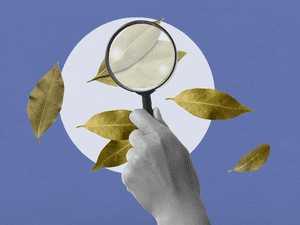 hand holding magnifying glass to inspect a bay leaf