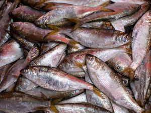 A basket full of surfperch that have been caught by the fishermen. 