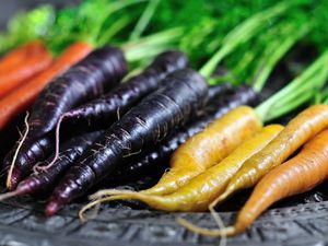 A rainbow of carrots